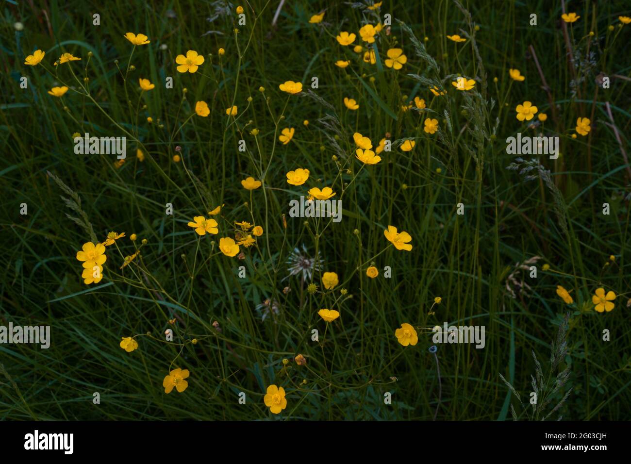 Yellow flowers chicken blindness in the meadow, texture, the flower of the Buttercup acrid, long-term with the name of 'Chicken blindness'. Stock Photo