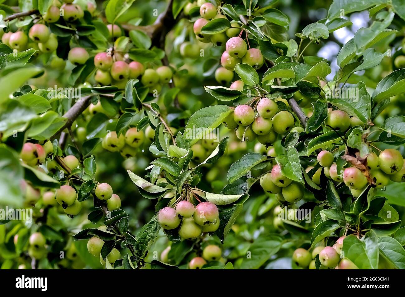 Very many red fruits of a grabapple named 'Butterball' (Malus x zumi) ripe on the branches after a rain in summer, Bavaria, Germany Stock Photo