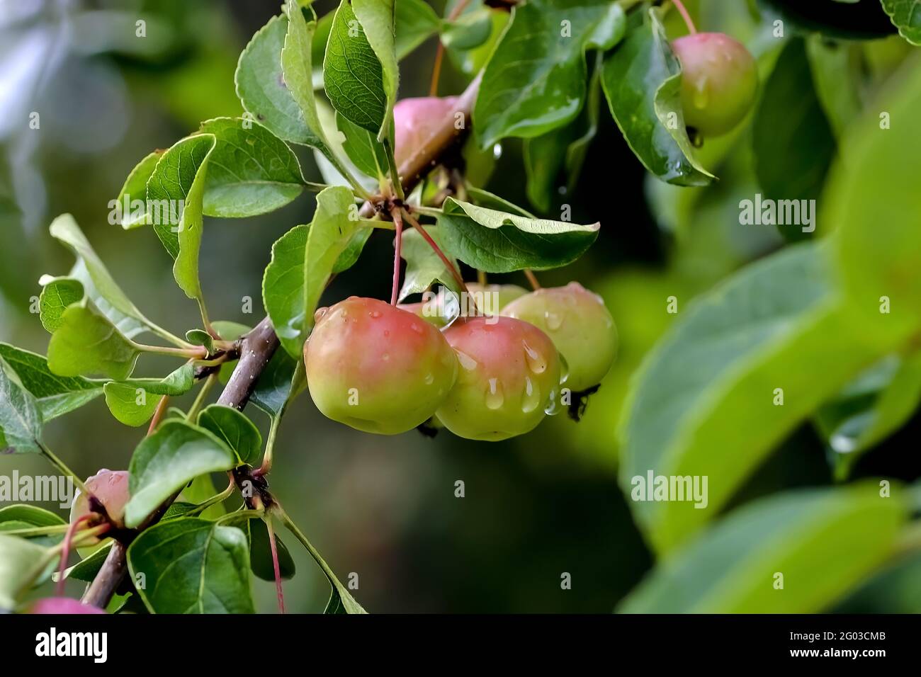 Red fruits of a grabapple named 'Butterball' (Malus x zumi) ripe on the branches after a rain in summer, Bavaria, Germany Stock Photo