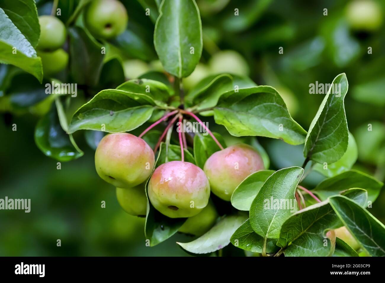Red fruits of a grabapple named 'Butterball' (Malus x zumi) ripe on the branches after a rain in summer, Bavaria, Germany Stock Photo