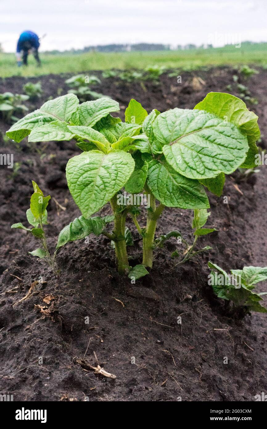 Black soil ukraine hires stock photography and images Alamy