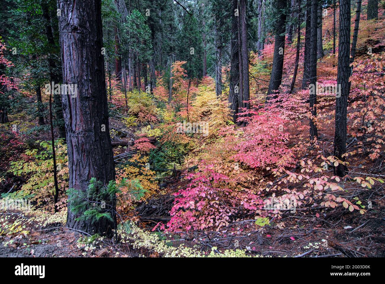 Fall foliage, Humboldt Redwoods State Park, California Stock Photo Alamy