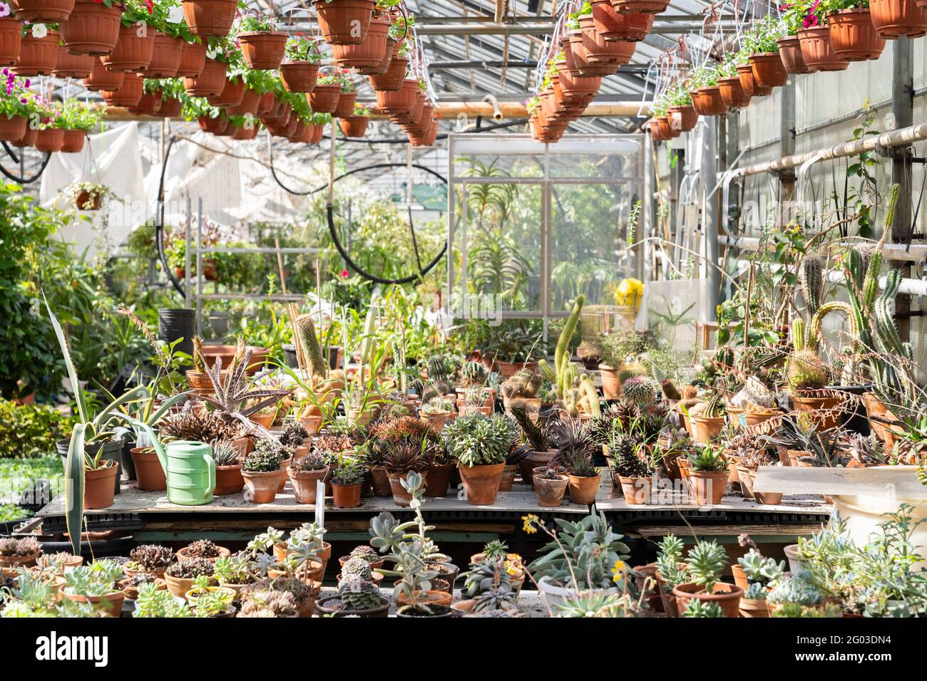 plants that attract money Buy Top 5 Plants to Attract Money online from Nurserylive at lowest price