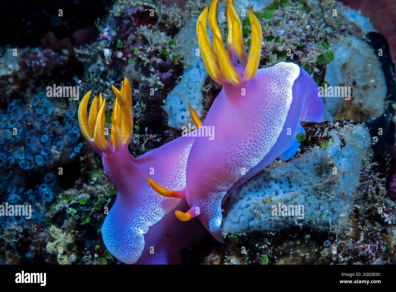 Pair of lavender-colored nudibranchs, Lembeh Strait, Sulawesi, Indonesia Stock Photo