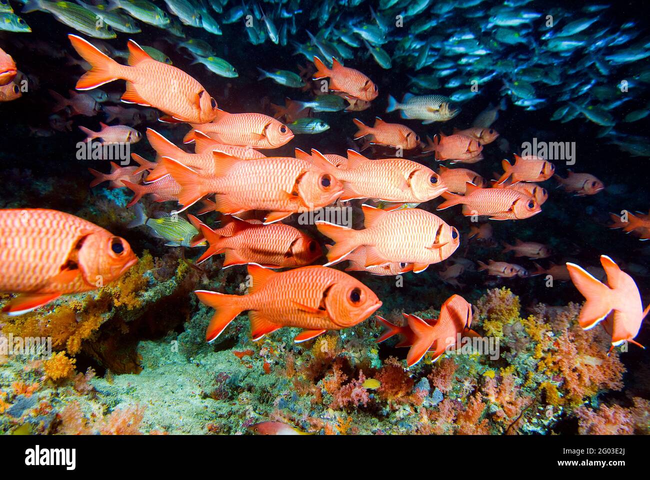 Robust soldierfish hi-res stock photography and images - Alamy