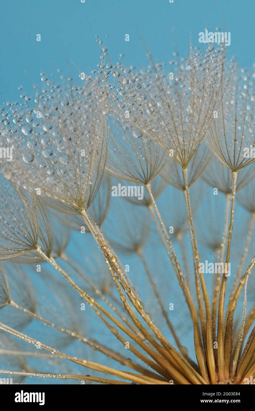 Closeup Dandelion and dew drops, soft nature background Stock Photo - Alamy