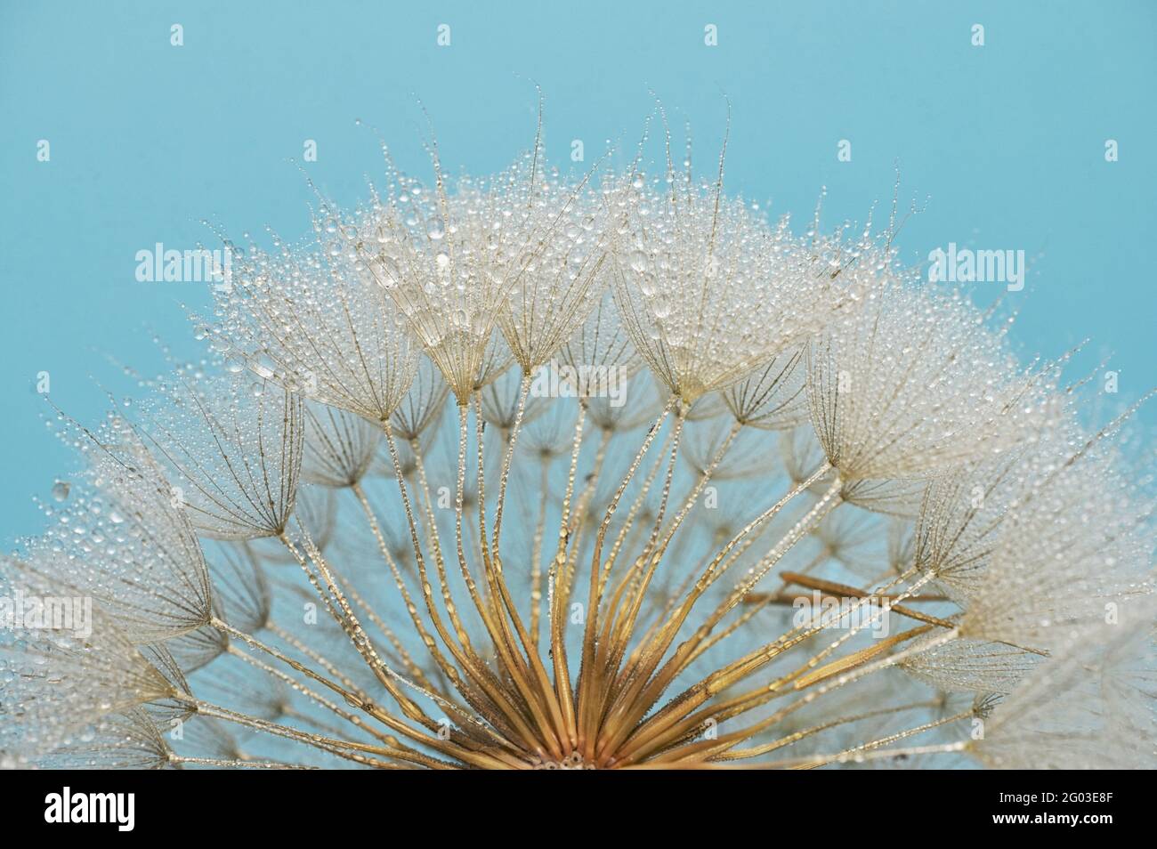 Closeup Dandelion and dew drops, soft nature background Stock Photo - Alamy