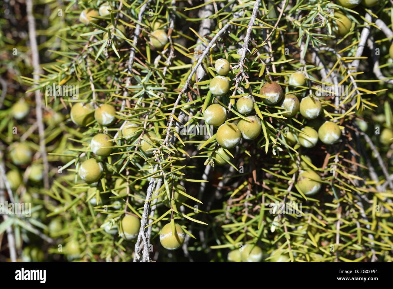 Juniper Berries of Common Juniper Juniperus communis Stock Photo