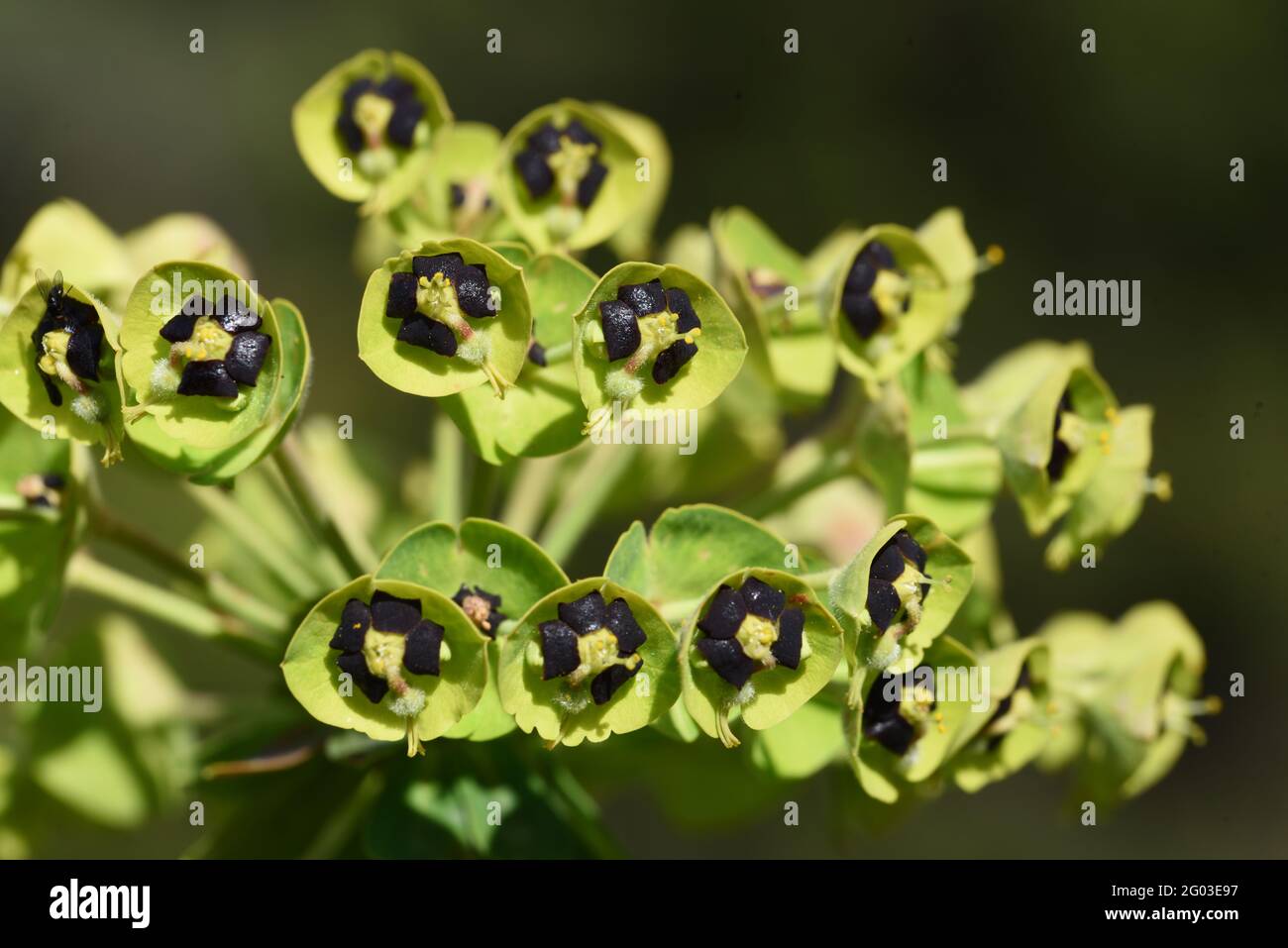 Nectar Glands in the Cyathia or Bracteoles of Mediterranean Spurge, aka Albanian Spurge, Euphorbia characias Stock Photo
