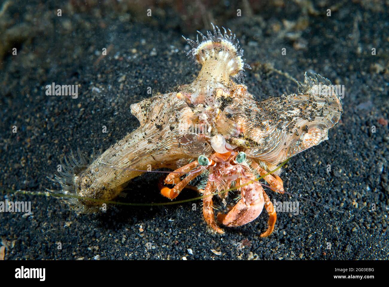 Decorated hermit crab hi-res stock photography and images - Alamy