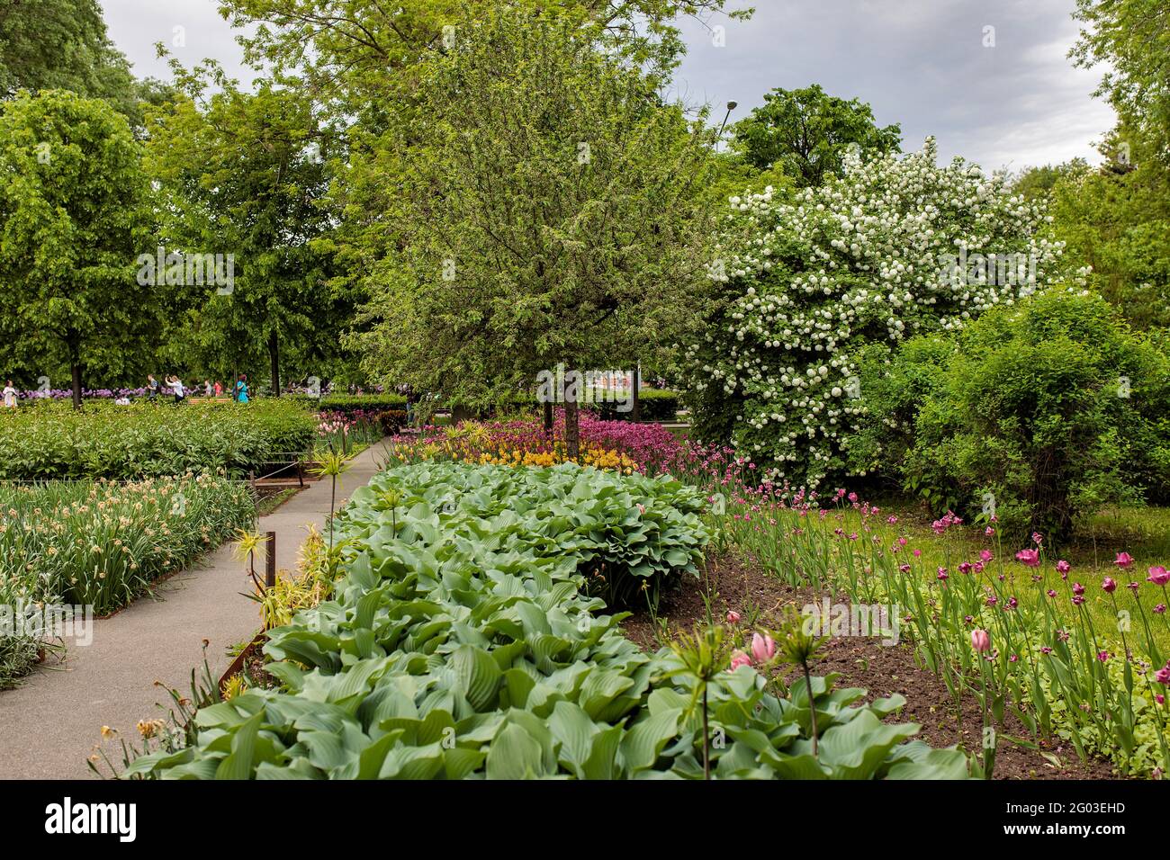 Flowering shrubs of viburnum, red tulips, hosta leaves in the park. Landscape design. Gorky Central Park of Culture and Leisure. Stock Photo