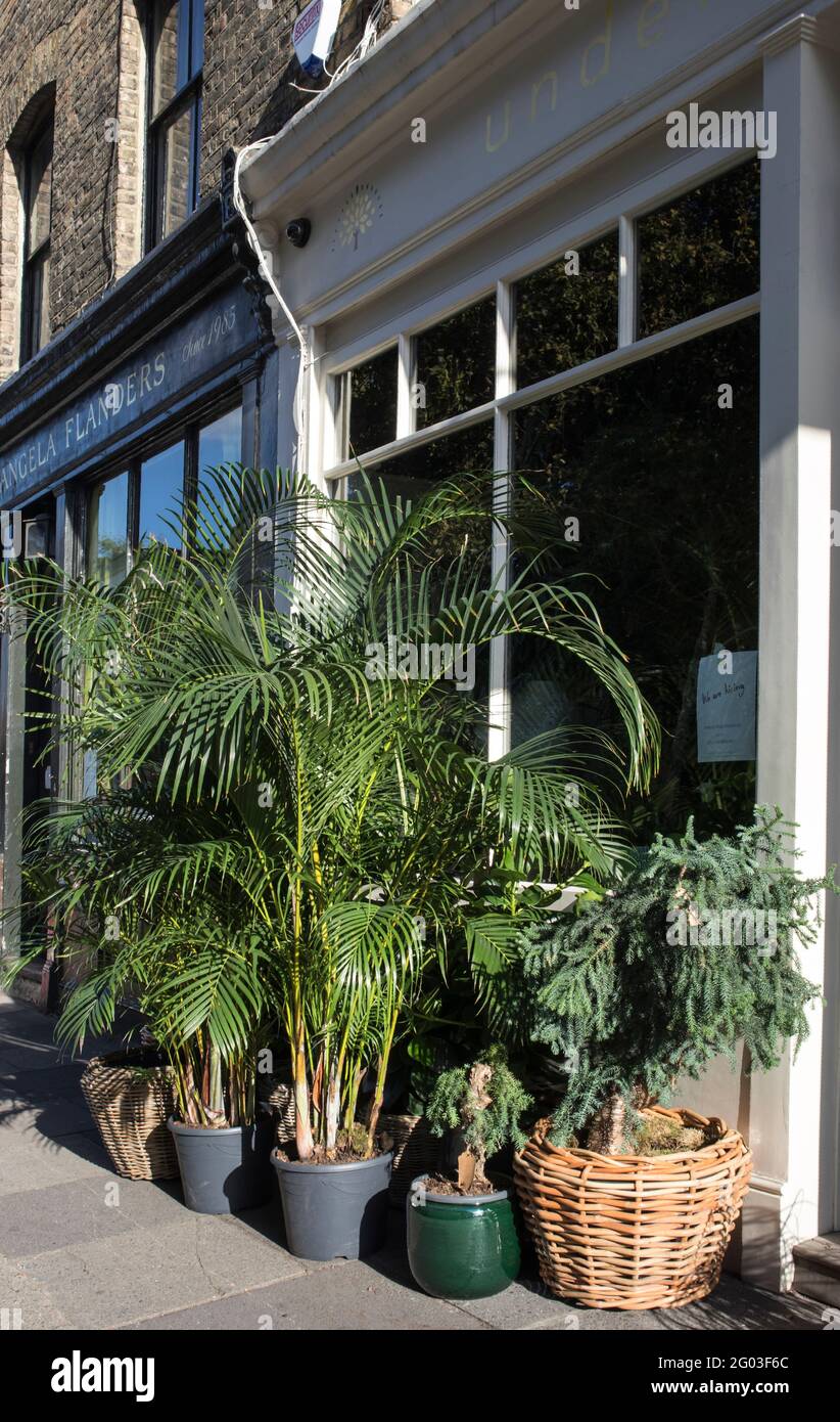 LONDON, UK December 22, 2020, Various types of palms and houseplants in pots at the entrance