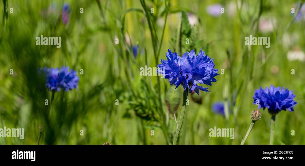 Colourful wild flowers, including cornflowers, on a roadside verge in
