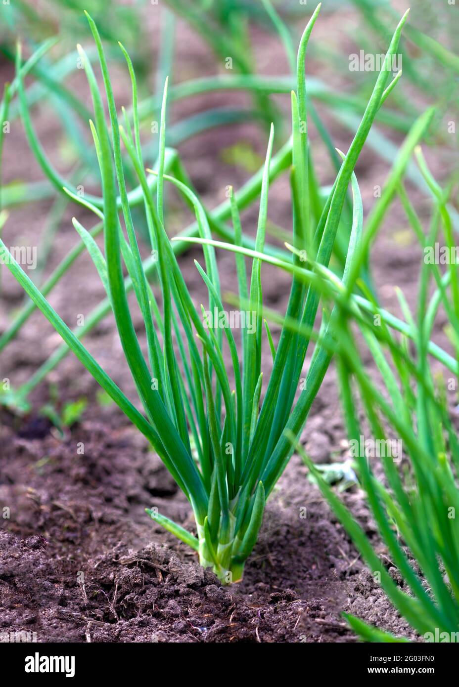 orgnic charlotte onions growing in a garden or allotment  vertical images with blurred background to aid copy space Stock Photo