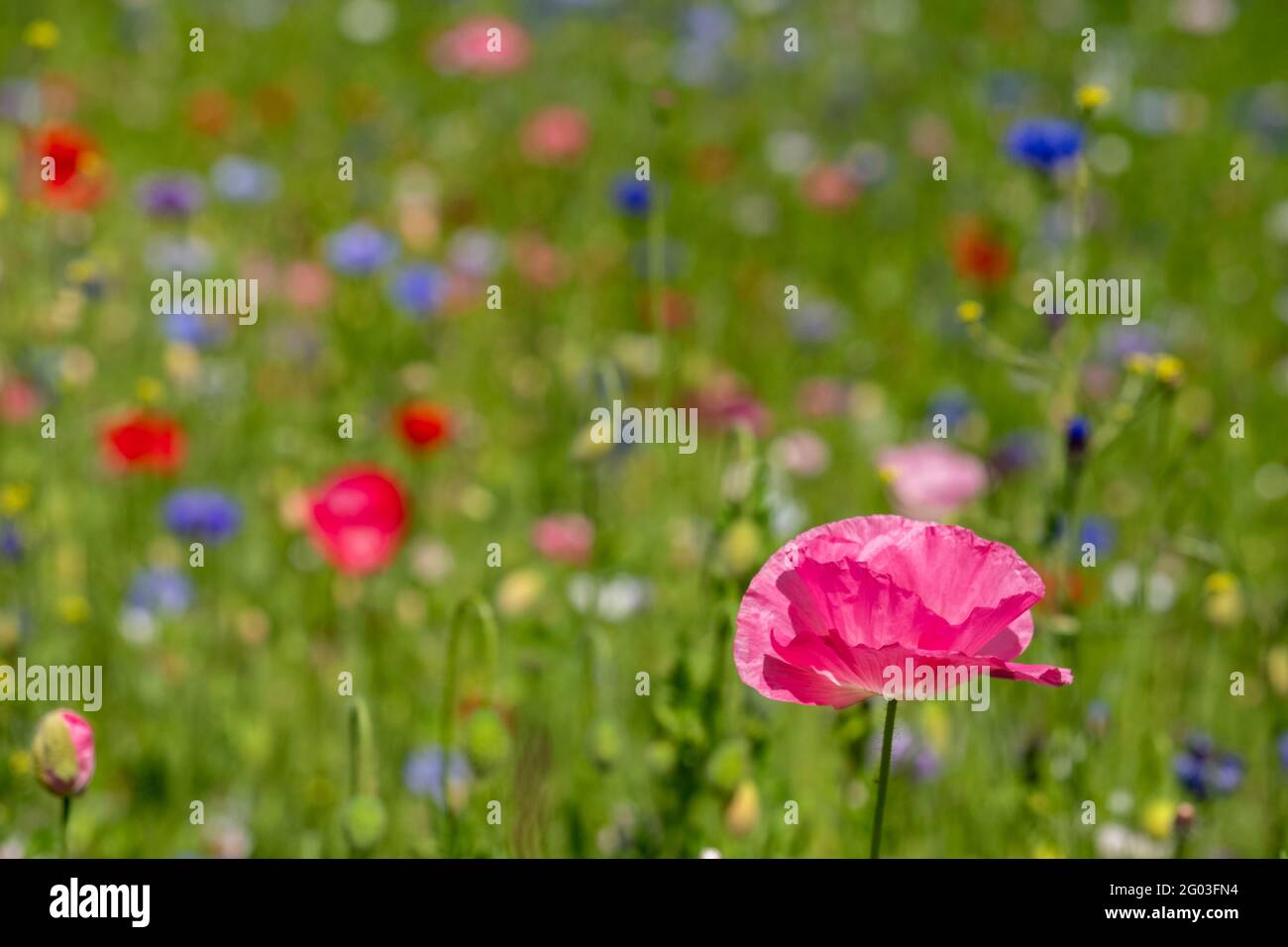 Colourful wild flowers, including cornflowers and poppies, on a