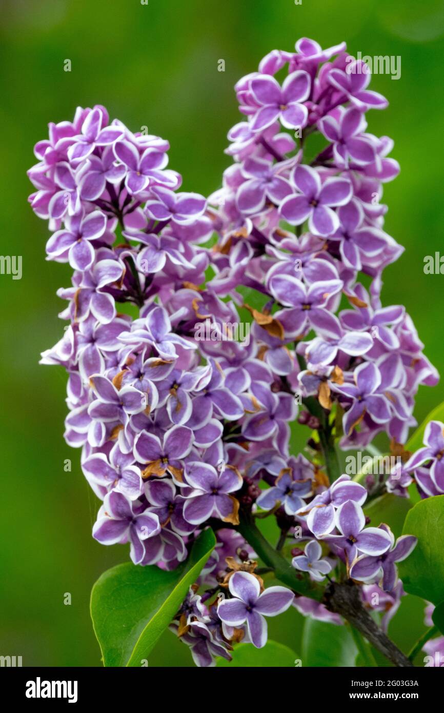 Lilacs Sensation Vibrant Spike Lilac Syringa vulgaris sensation Stock Photo