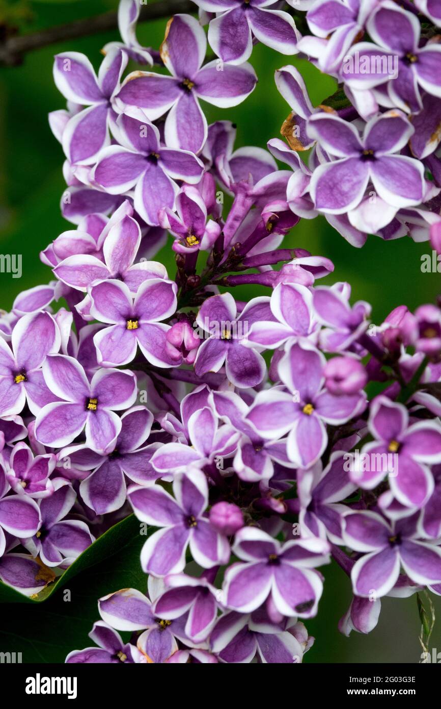 Syringa vulgaris Sensation Lilac Purple Flowers Close up Stock Photo