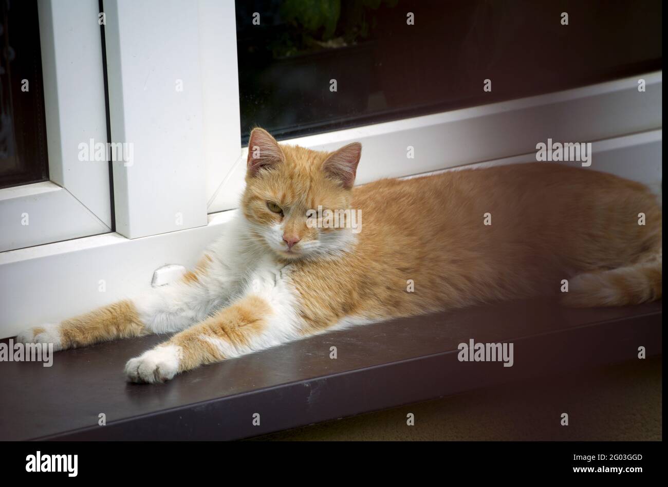 Tabby cat, a domestic cat with distintive M shaped marking on its