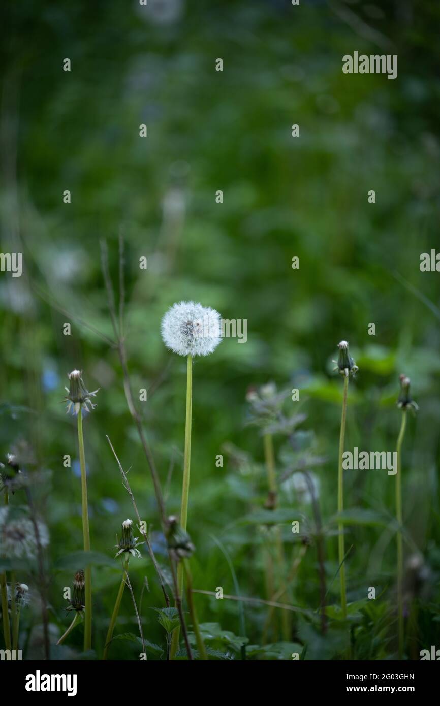 One dandelion head, gone to seed, amongst others that have lost their seeds in the wind. Stock Photo