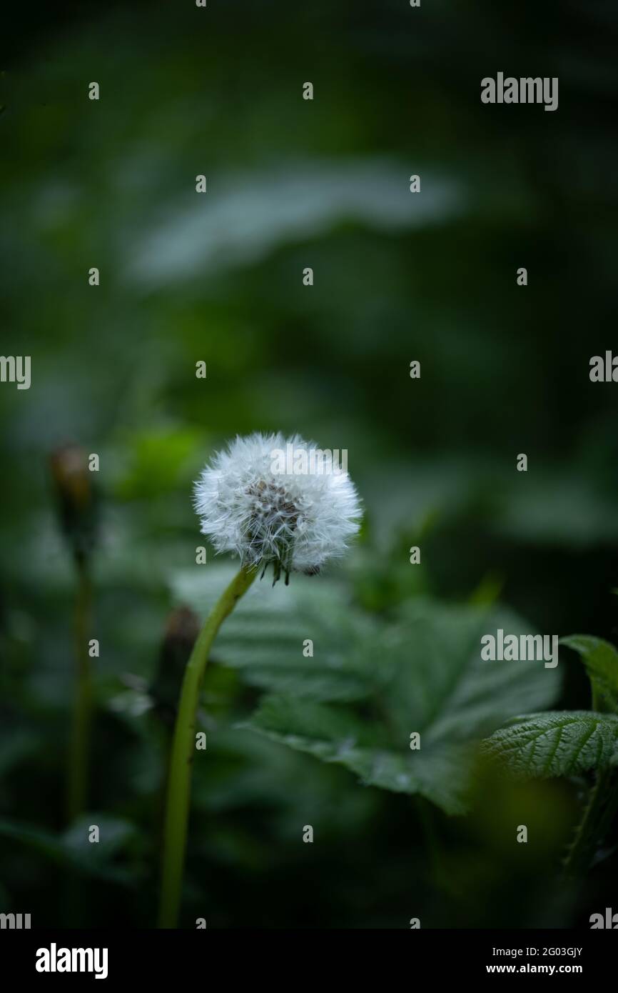 One dandelion head, gone to seed, amongst others that have lost their seeds in the wind. Stock Photo