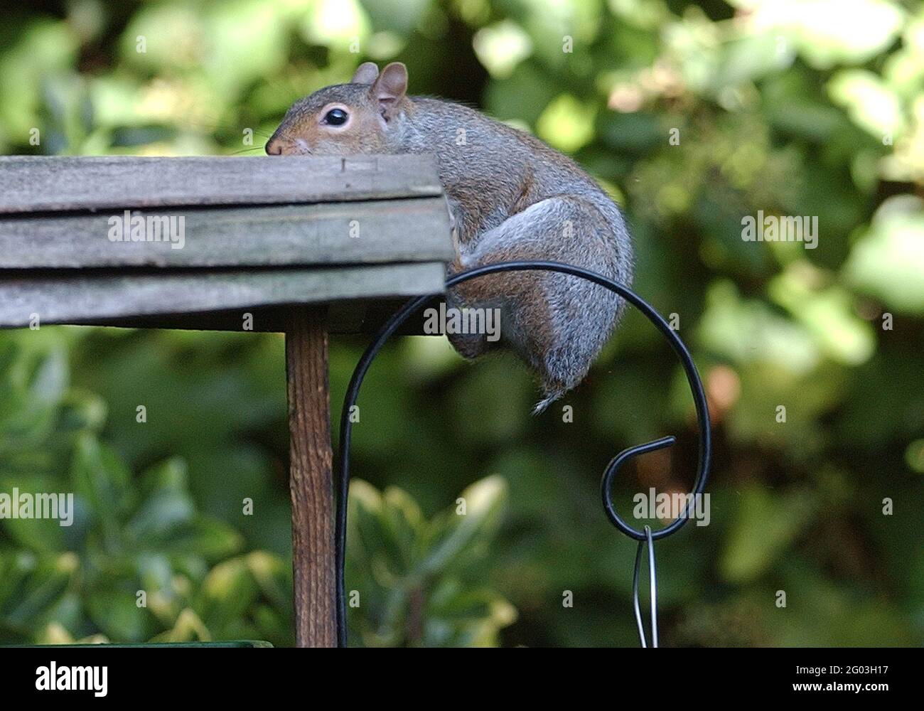 Squirrel Without the squirrel without a tail at the bird table in fareham, hants. pic ...