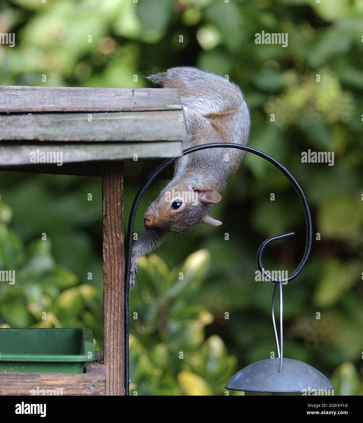 Squirrel without tail hi-res stock photography and images - Alamy