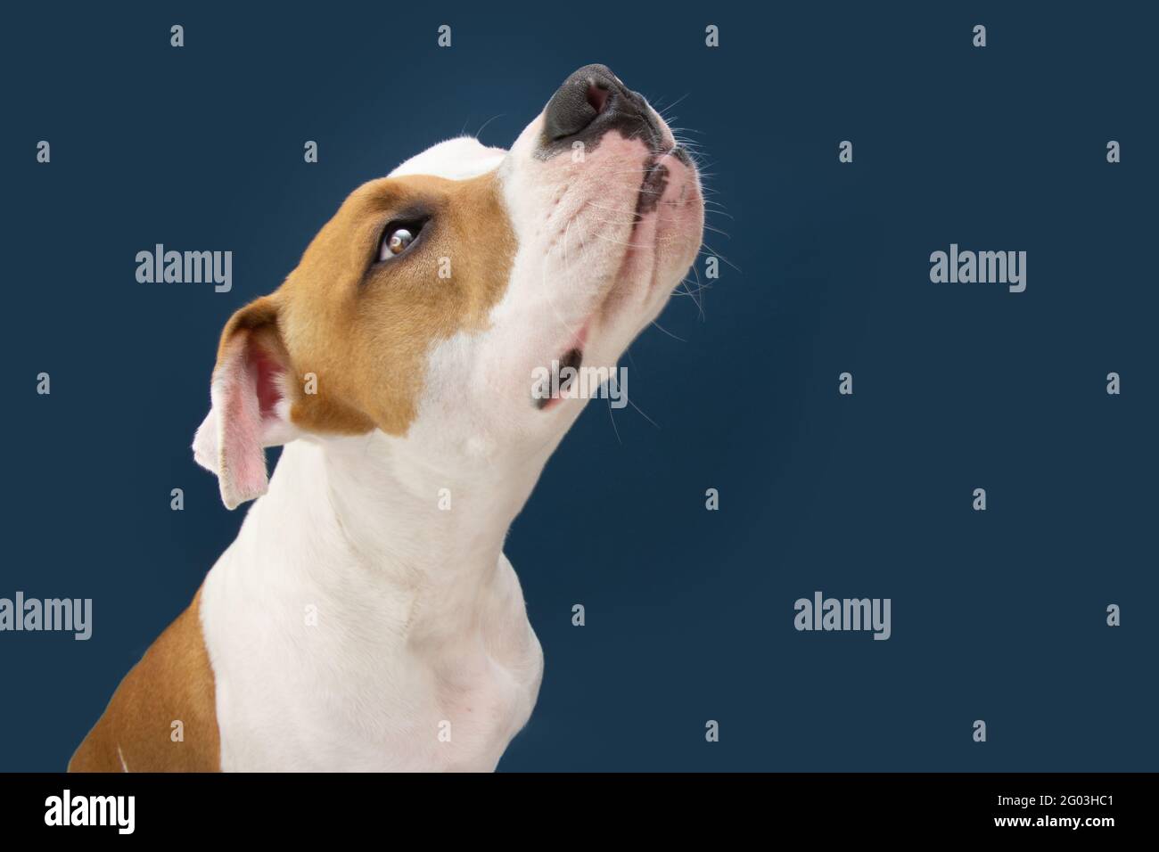 Funny American Staffordshire dog looking up begging food. Isolated on dark blue background Stock Photo