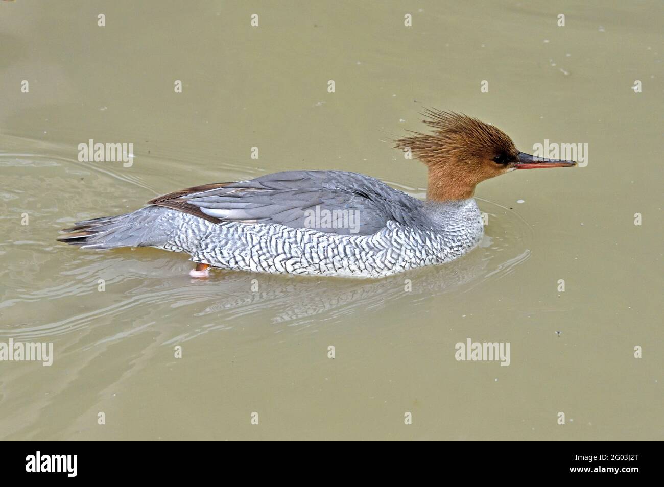 A female Scaly-sided Merganser (Mergus squamatus) swimming in a shallow lake in Southen England Stock Photo