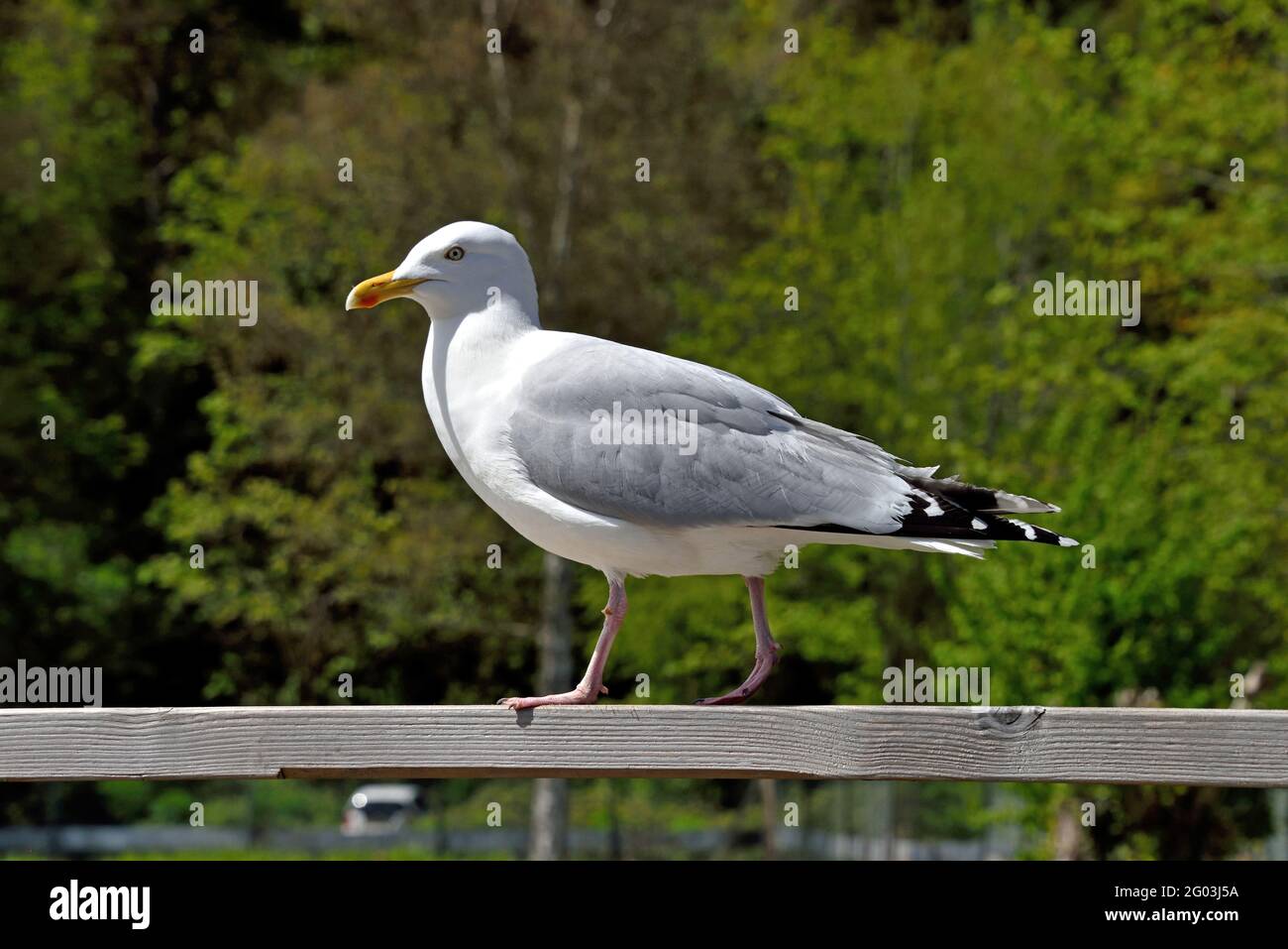 An adult Herring Gull (Larus argentatus) walking along a wooden fence in a wetland area in Southern England Stock Photo