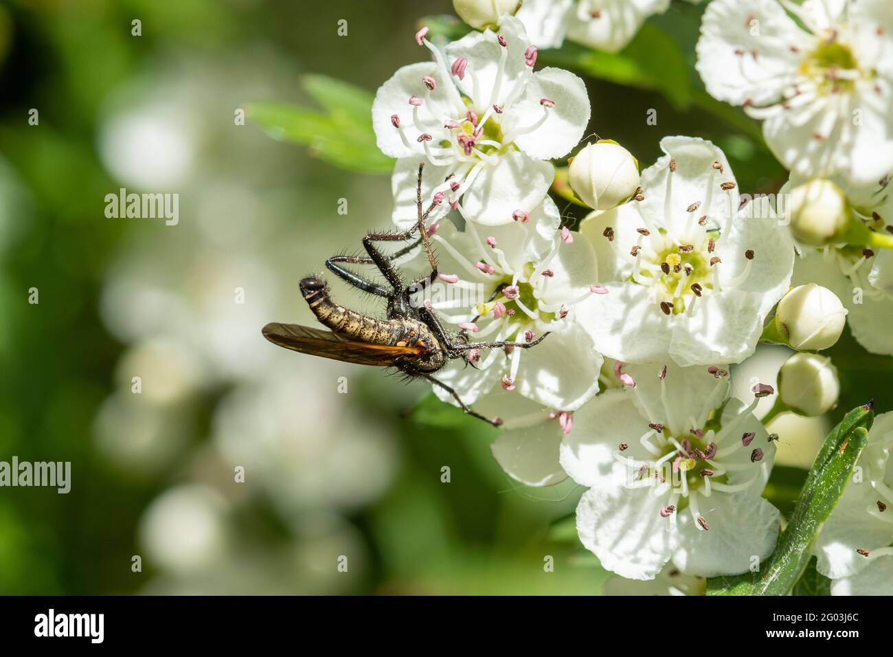 Bibio marci, also called St Mark's fly or Hawthorn fly, drinking nectar from hawthorn flowers, UK, during May Stock Photo