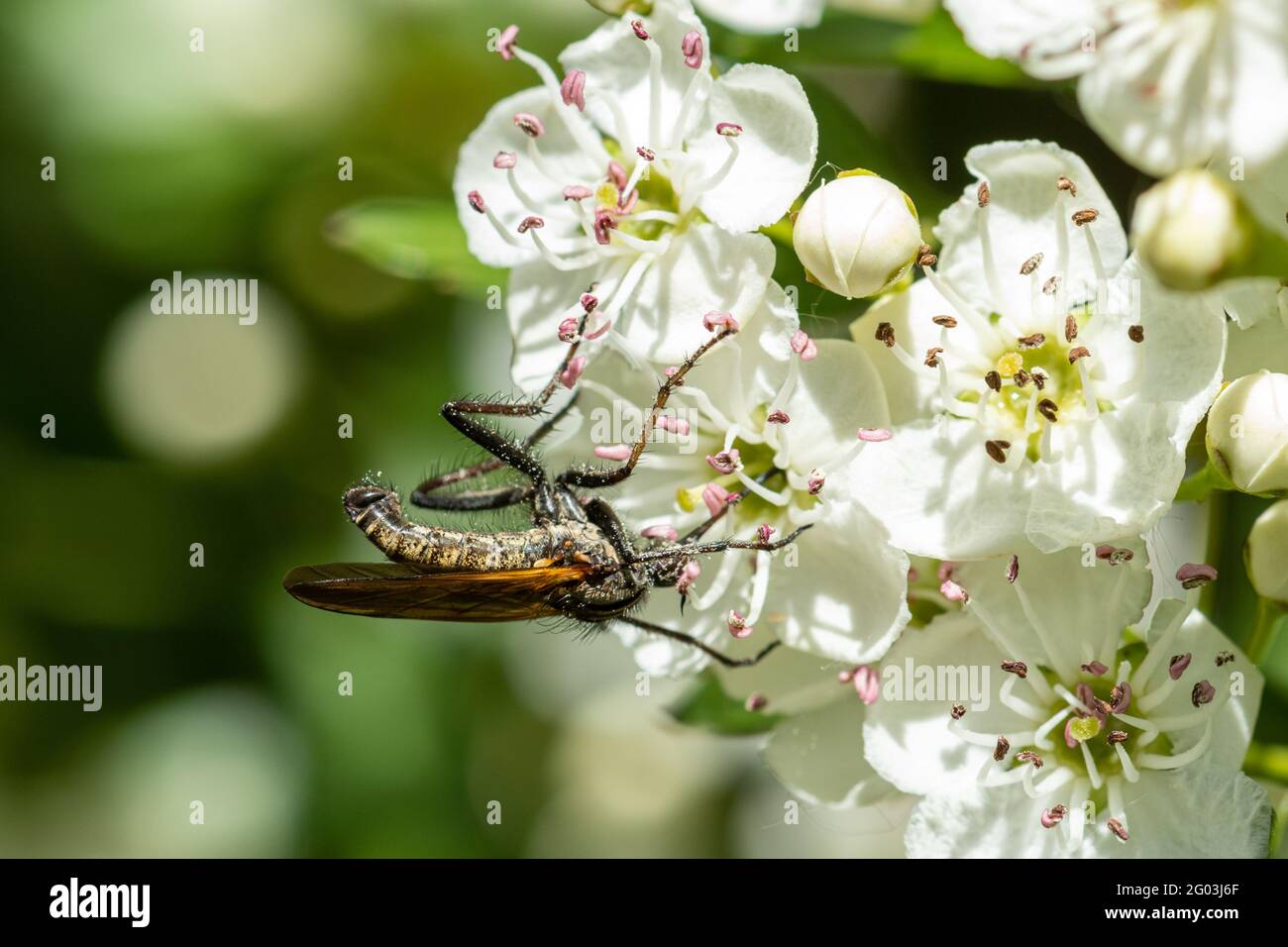 Bibio marci, also called St Mark's fly or Hawthorn fly, drinking nectar from hawthorn flowers, UK, during May Stock Photo