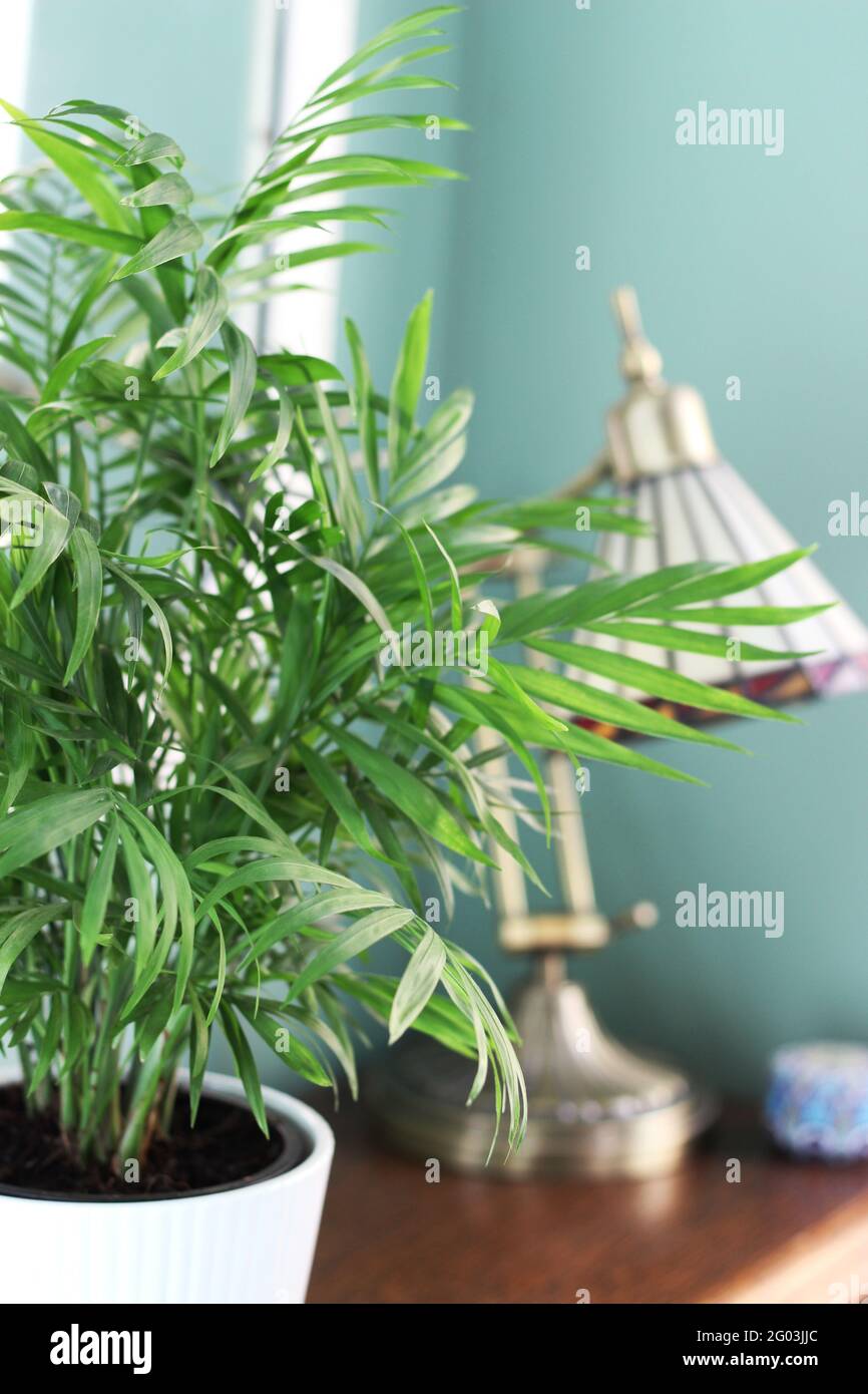 A Chamaedorea elegans (parlour palm) with Washington Tiffany art deco style desk lamp on oak unit. Wall colour - Crown Art Deco 13 Stock Photo