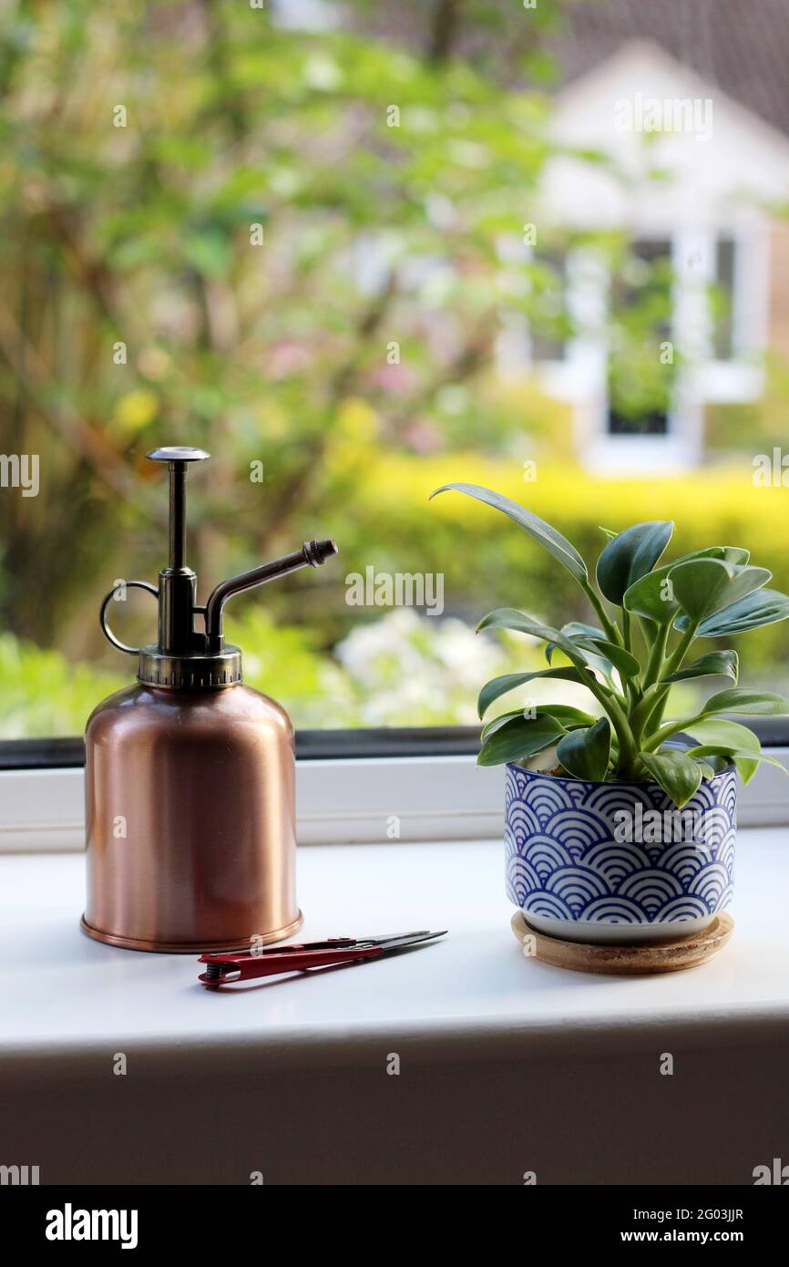 Some basic tools like a spray mister and mini clippers can help keep houseplants looking their best (pictured with Philodendron Golden Princess) Stock Photo