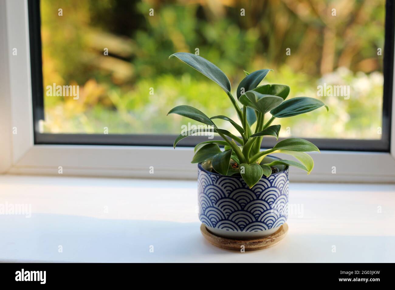 euphorbia diamond frost plant Euphorbia Diamond Frost main image 1