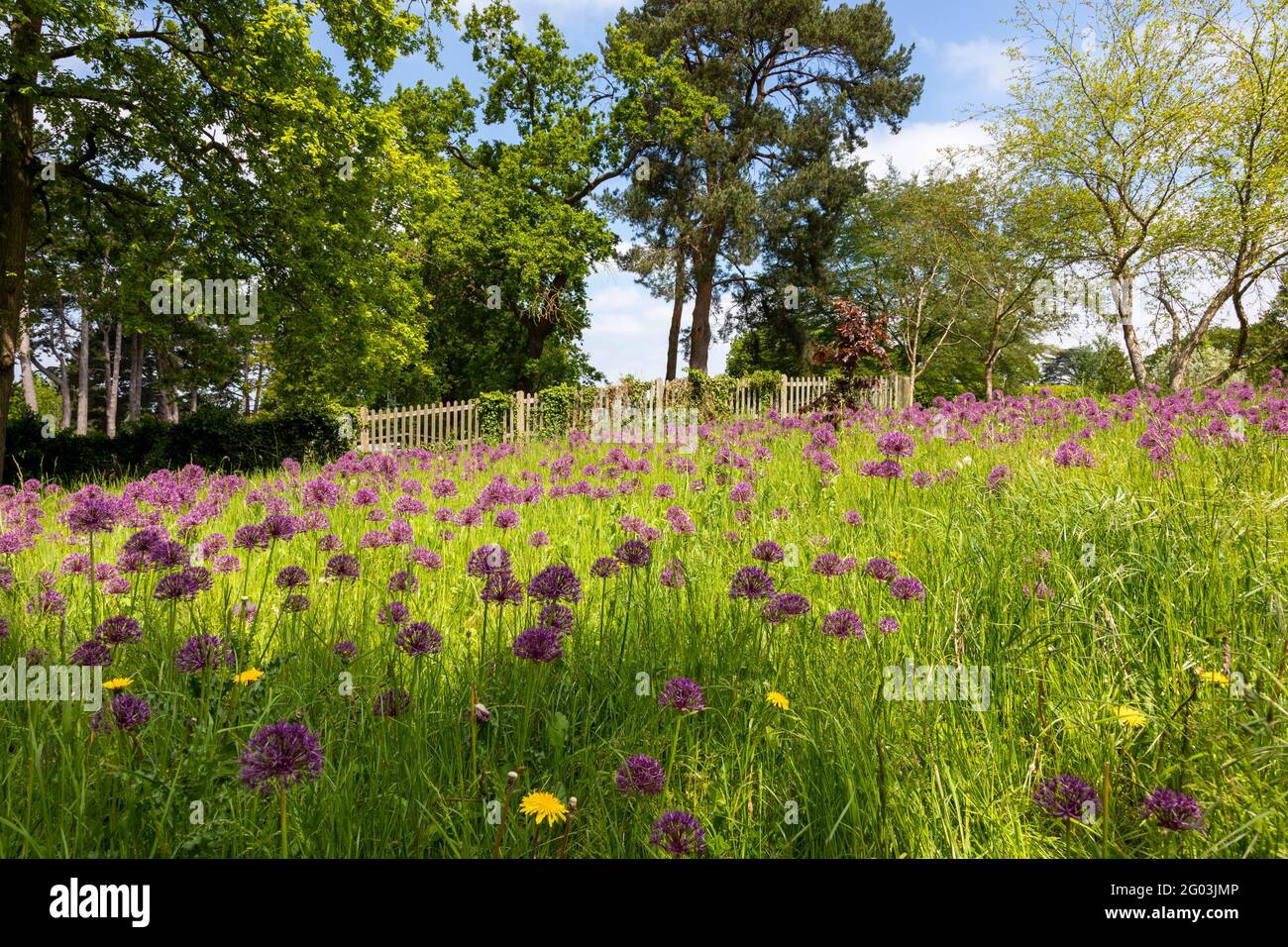 A meadow of Allium flowers and other wild flowers Stock Photo