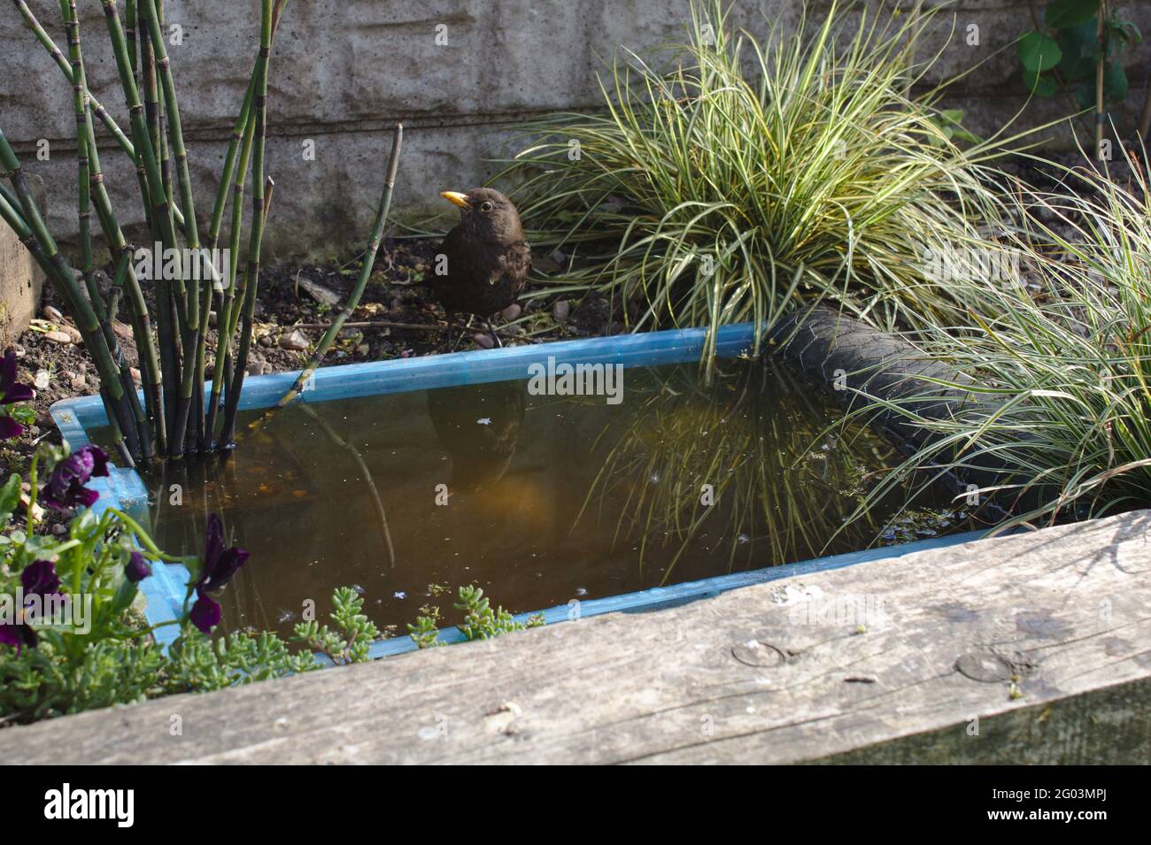 Plastic tub pond hi res stock photography and images Alamy
