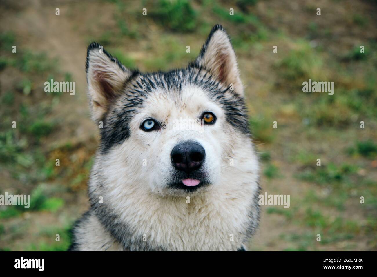 Page 2 Blue Tongue Human High Resolution Stock Photography And Images Alamy