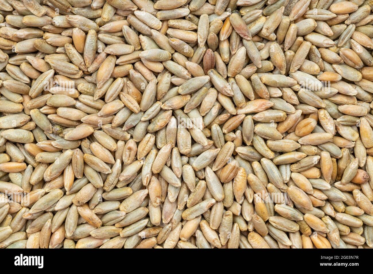 food background - many whole rye grains close up Stock Photo