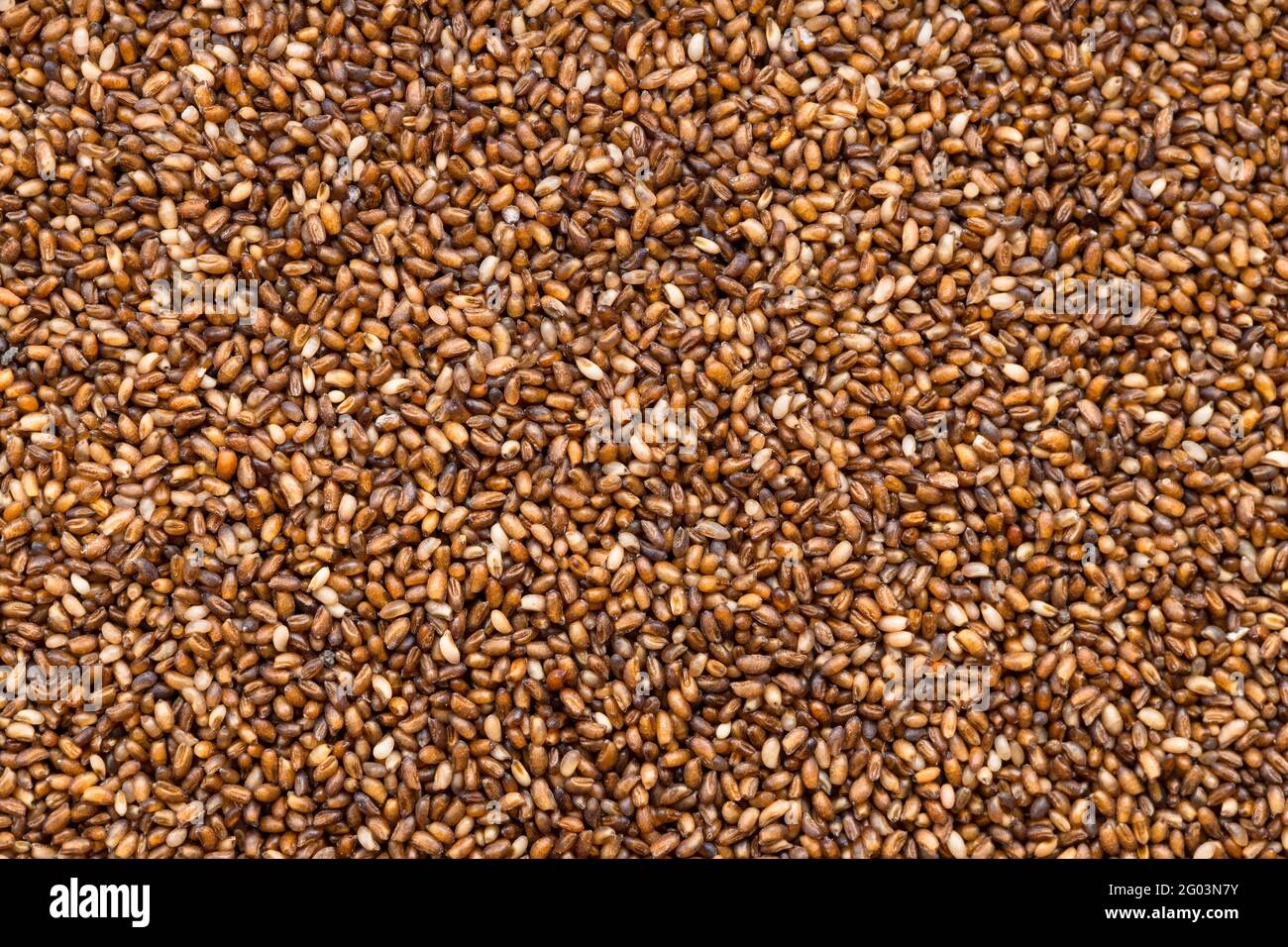 food background - whole-grain teff seeds close up Stock Photo