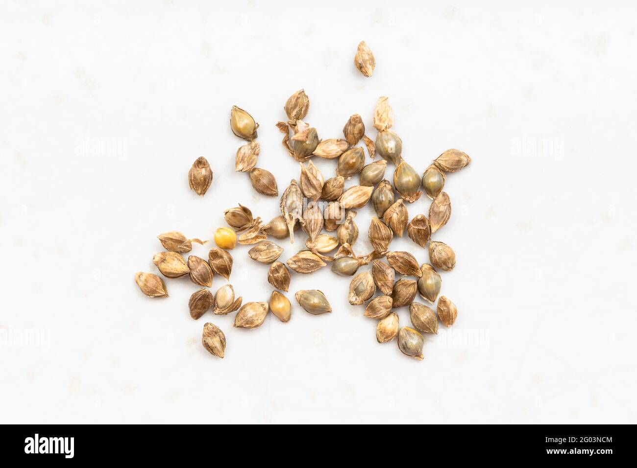 several whole-grain barnyard millet seeds close up on gray ceramic plate Stock Photo
