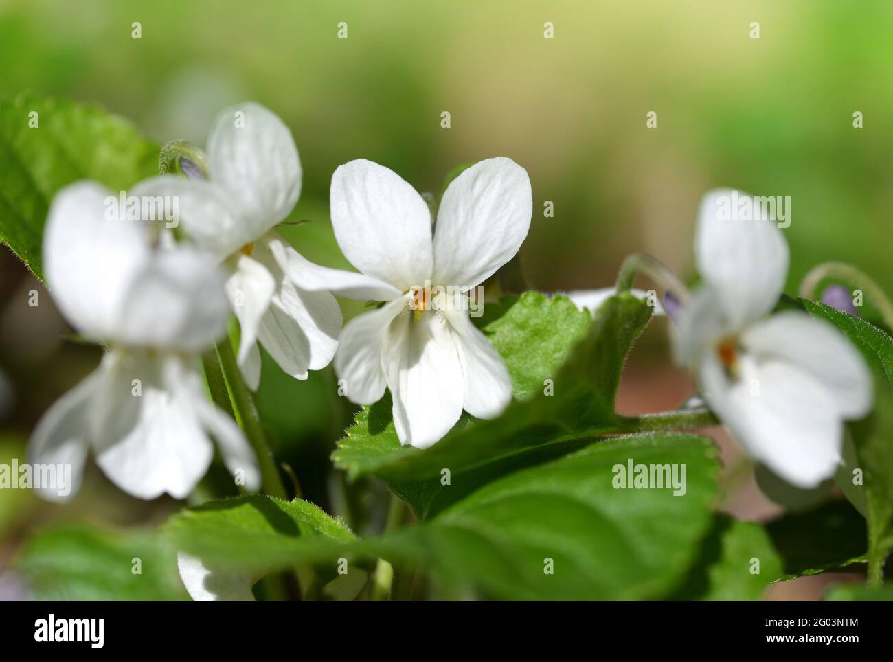 White flower Viola Alba with green leaves. Spring season. Stock Photo