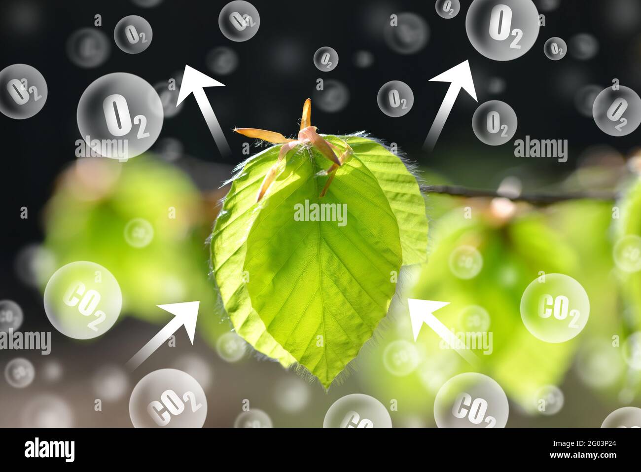 Fresh green spring leaves of beech   tree on natural background. Carbon dioxide absorption and oxygen release. Stock Photo