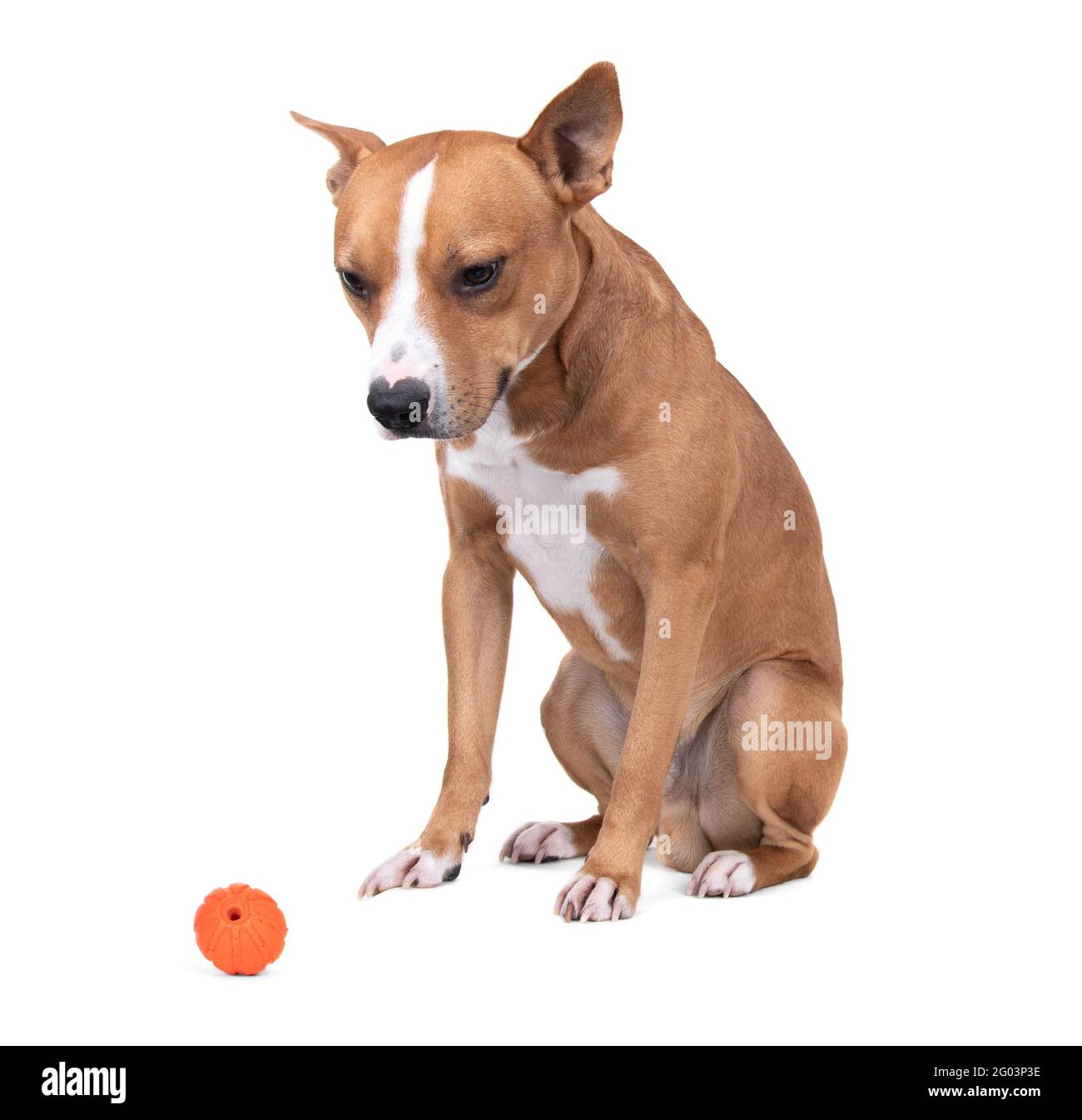 Full-length red American Staffordshire terrier with orange ball isolated on  a white background. Red American Pit Bull Terrier. Mixed breed. Masculine  Stock Photo - Alamy