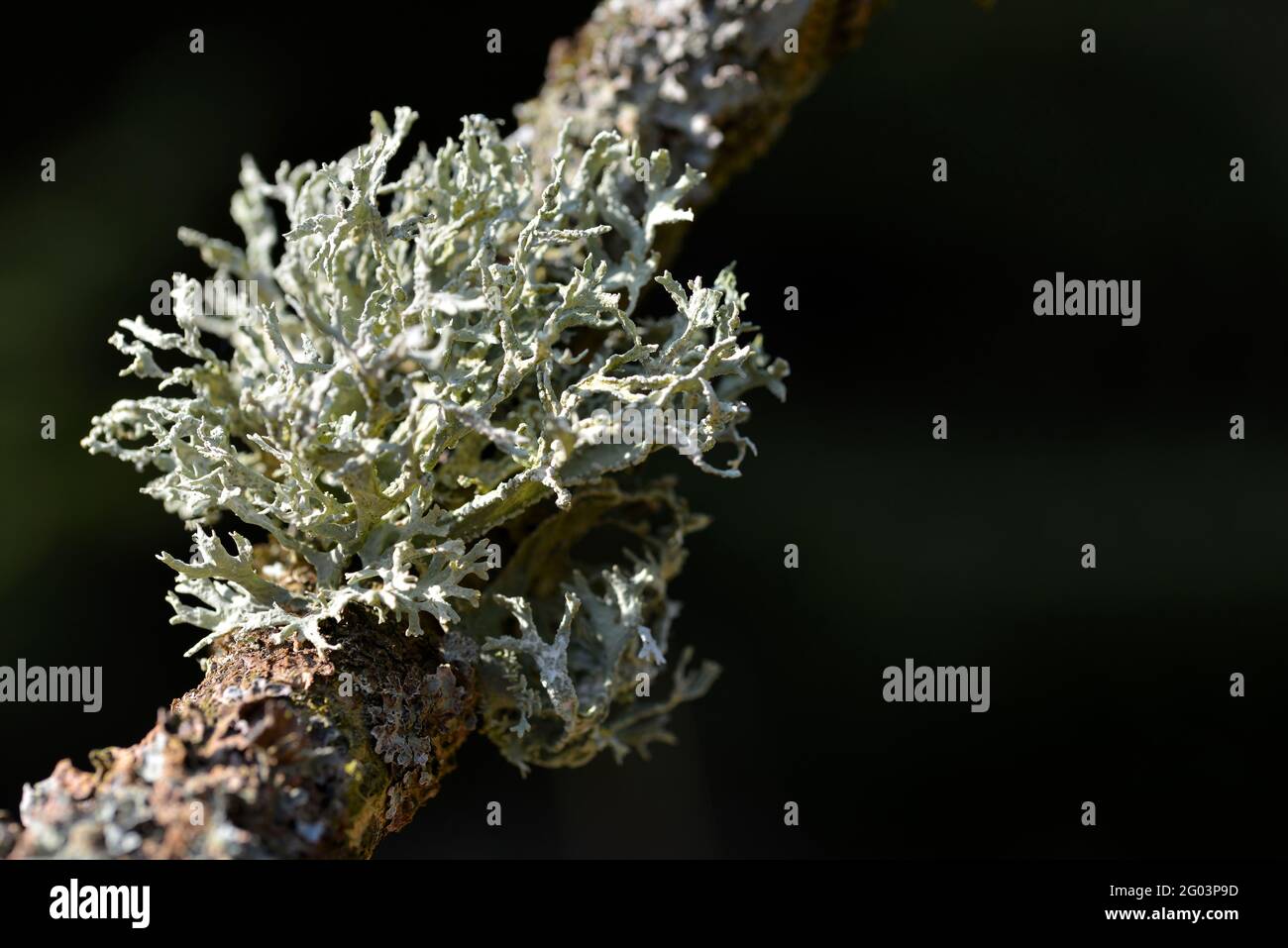 Lichen Oakmoss ( Evernia prunastri ) on a tree trunk. Nature background. Stock Photo