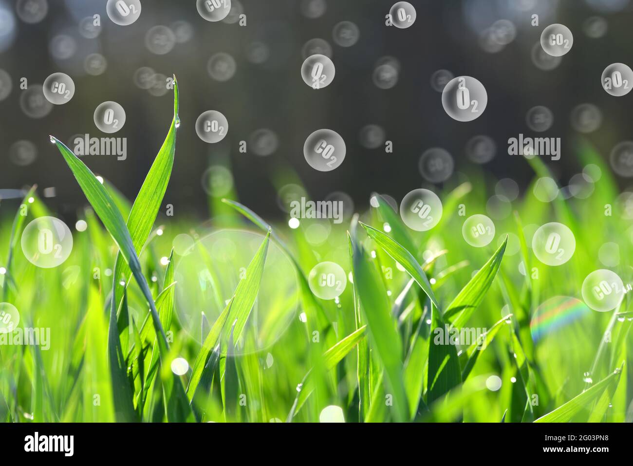 Fresh green spring leaves of grass with O2 and CO2 bubbles. Carbon dioxide absorption and oxygen release. Stock Photo