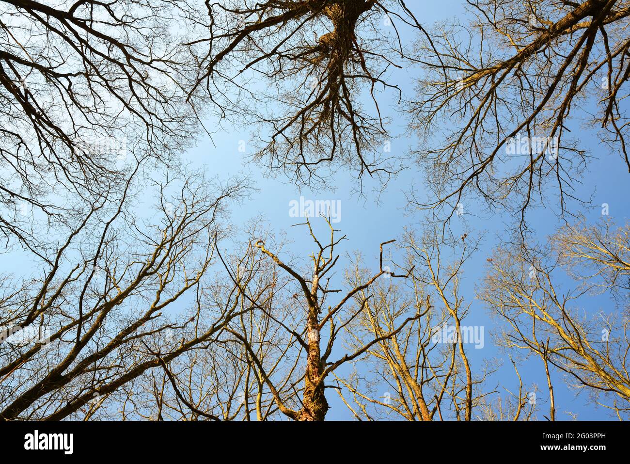 The tops of the dry trees without leaves with blue sunny sky. Stock Photo
