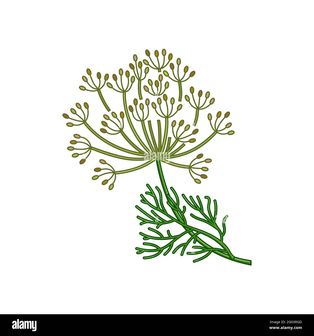 Dill seeds spice vector realistic colored botanical illustration Stock