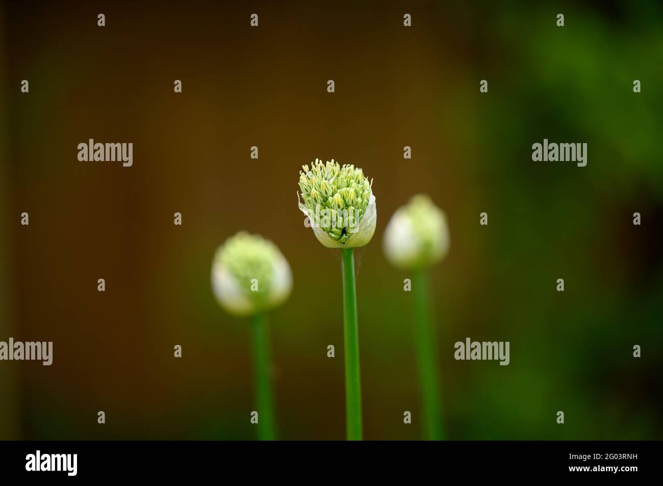 Three alliums in a garden with an out of focus background Stock Photo