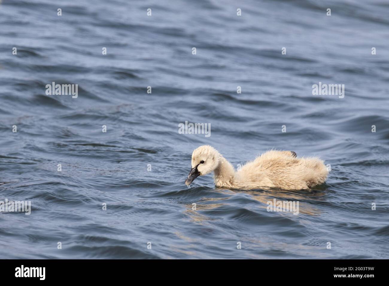 Schwarzer Schwan oder Trauerschwan / Black Swan / Cygnus atratus Stock Photo