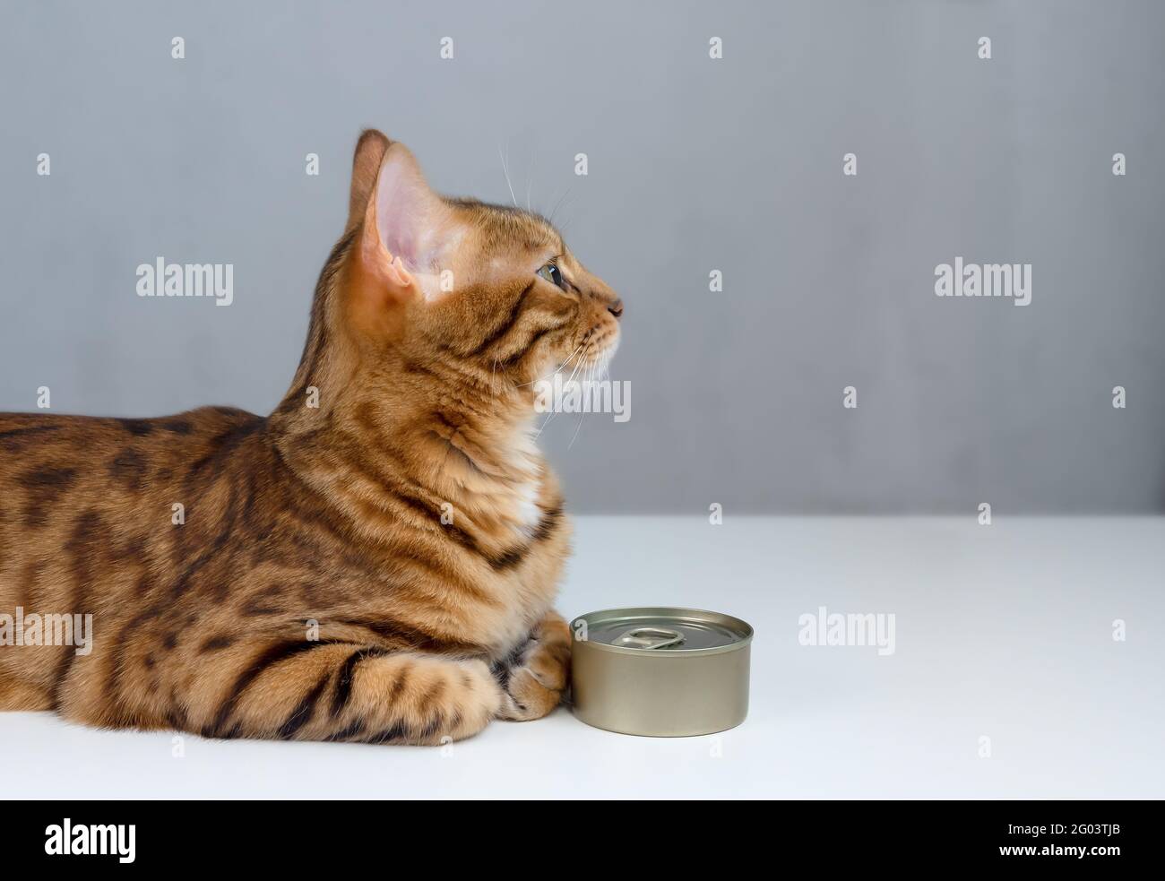 Bengal cat and tin can wet cat food in a closed tin can Stock Photo Alamy